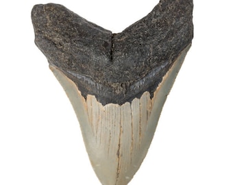 Megalodon prehistoric shark tooth replica - premium resin
