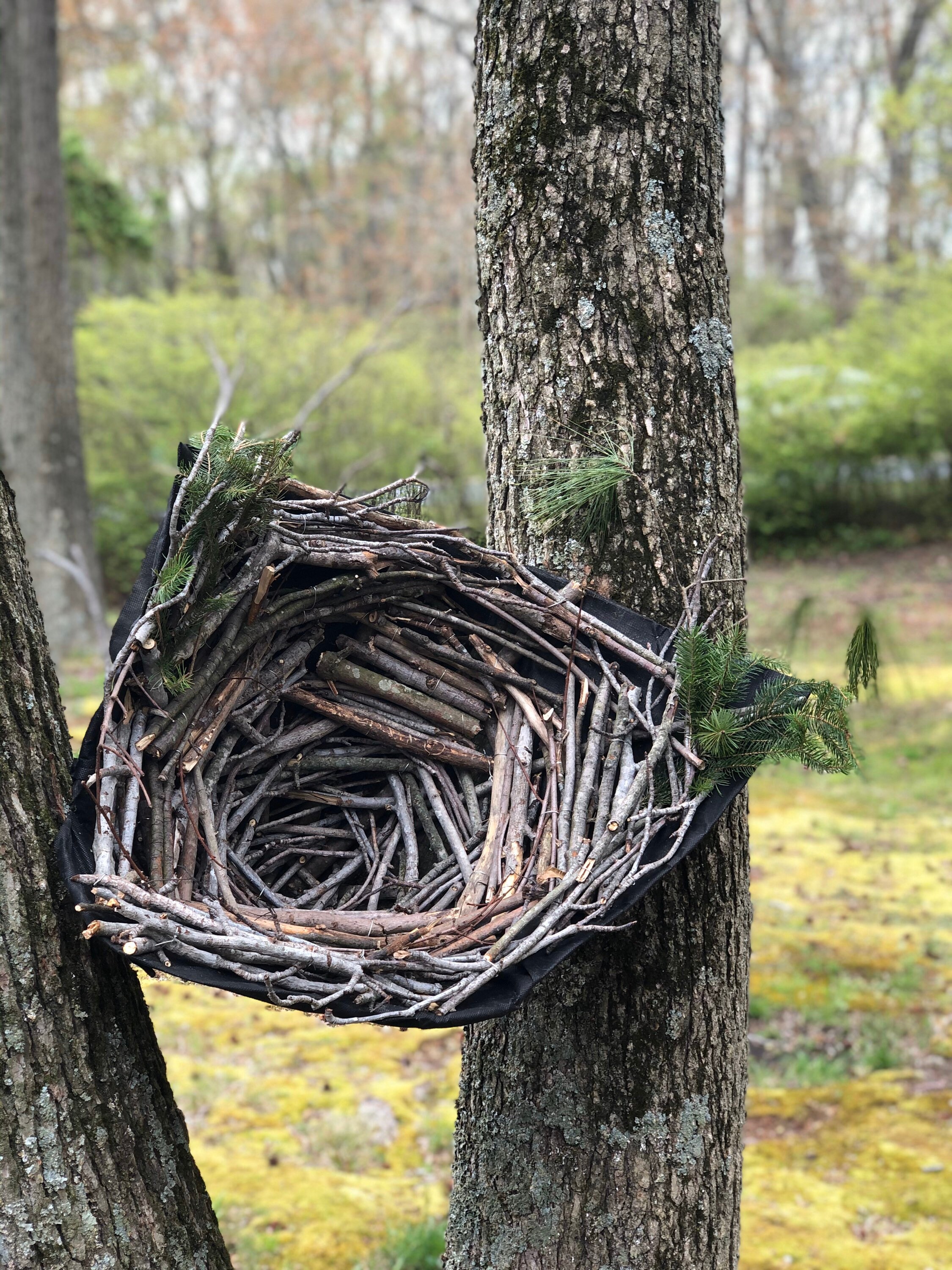 Great Horned Owl & Great Gray Owl Open Cavity Nest Cone Etsy