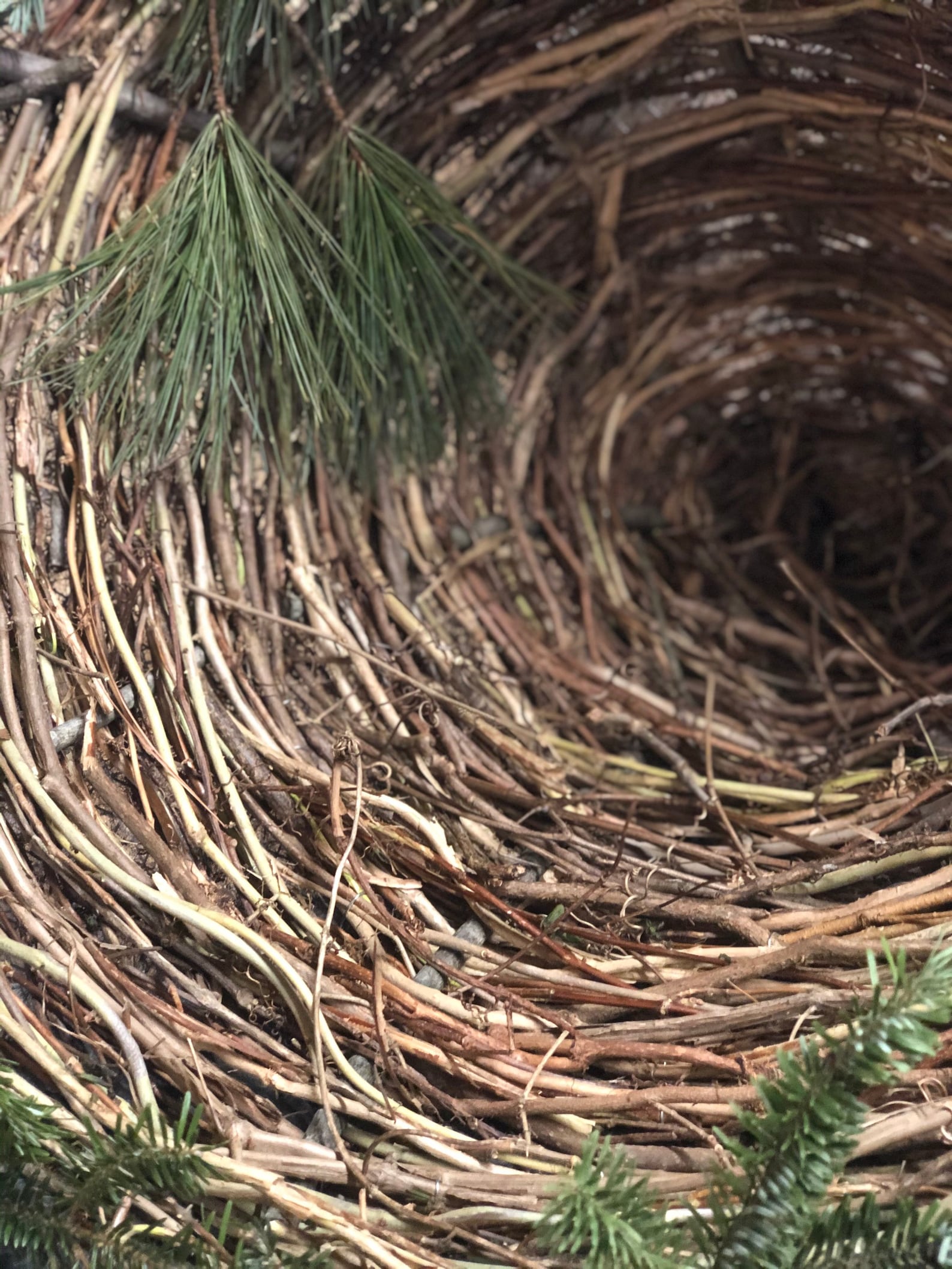 Great Horned Owl & Great Gray Owl Open Cavity Nest Cone Etsy