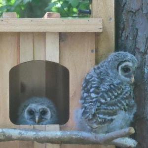 Barred Owl Nest Box Kit- Ready to Assemble