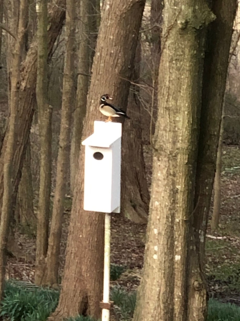 Wood Duck Hooded Merganser Common and Barrows Goldeneyes Etsy