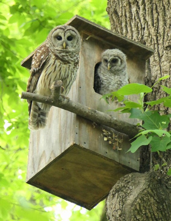 Cedar Barred Owl Nest Box Etsy
