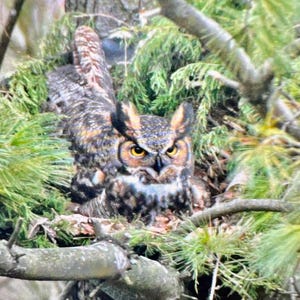 May include: A great horned owl with brown, white, and black feathers is perched in a nest of green pine branches.