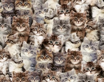 Kittens - Northcott - 1/4 yard - Cut From Bolt - Multiple Quantities Will Be Cut In One Piece - 100% Cotton