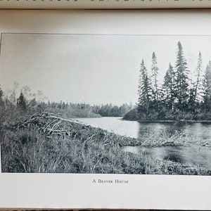 Vintage Hunting Sporting Deer Elk Moose Bear Book 1901 Sport Indeed By Thomas Martindale Favorite My Store image 7