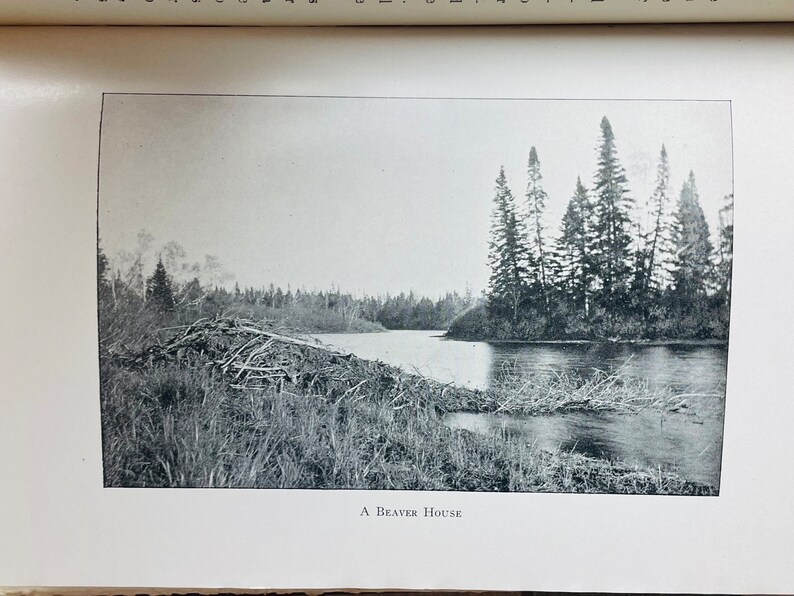 Vintage Hunting Sporting Deer Elk Moose Bear Book 1901 Sport Indeed By Thomas Martindale Favorite My Store image 7