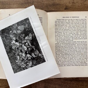 May include: An open vintage book with cream-colored pages featuring black text titled The Story of Perennials. A black and white botanical print is placed diagonally over the pages, depicting a cluster of flowers with the text Virginia Cowslip.