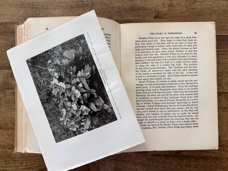 May include: An open vintage book with cream-colored pages featuring black text titled The Story of Perennials. A black and white botanical print is placed diagonally over the pages, depicting a cluster of flowers with the text Virginia Cowslip.