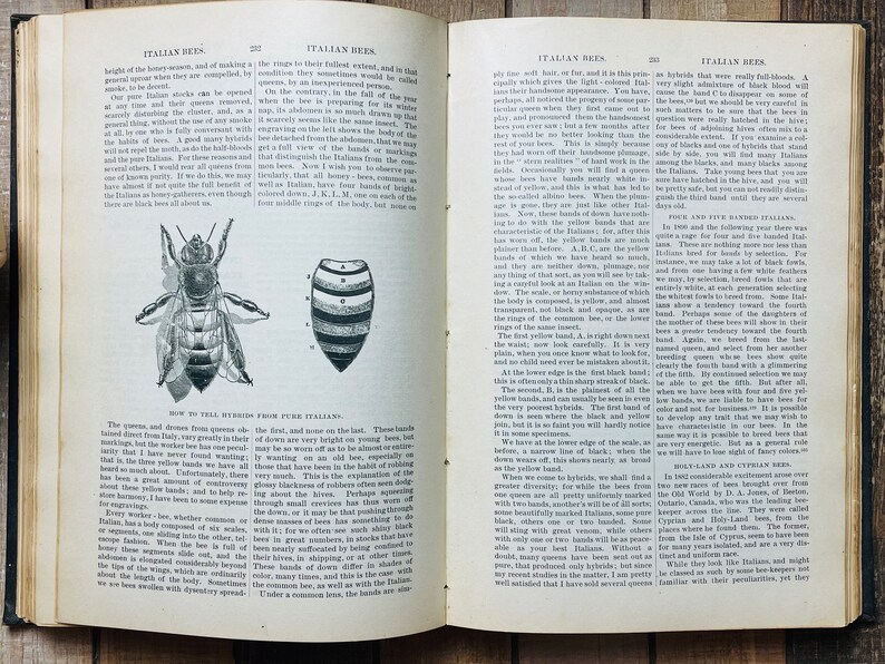 Vintage Honey Bee Hives Keeping Apiculture Book 1905 the ABC of Bee ...