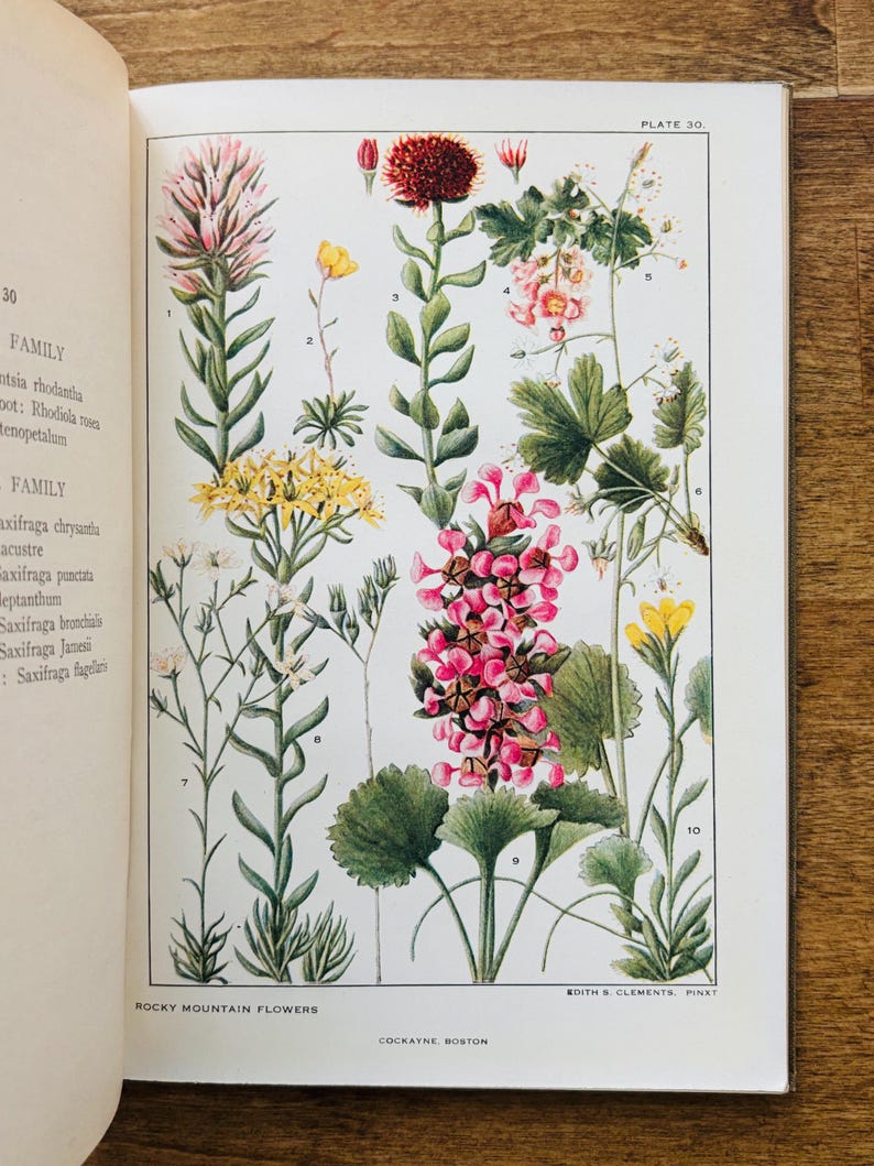 1920 Flowers of Mountain and Plain Edith S Clements Antique Wildflower ...