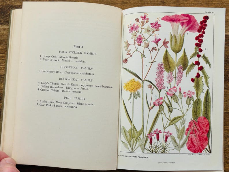 1920 Flowers of Mountain and Plain Edith S Clements Antique Wildflower ...