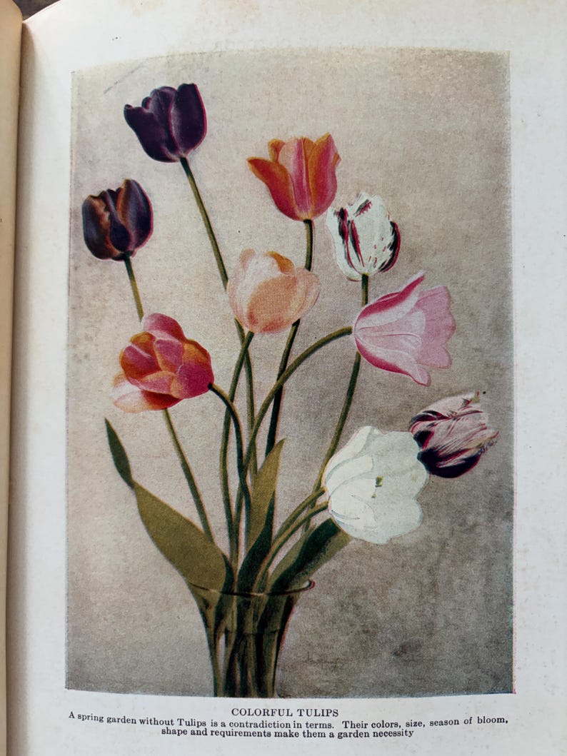 May include: A vintage-style botanical illustration of a bouquet of tulips in a glass vase. The flowers feature various colors including deep purple, orange, pink, white, and variegated petals. Below the image is the text: COLORFUL TULIPS. A spring garden without Tulips is a contradiction in terms. Their colors, size, season of bloom, shape and requirements make them a garden necessity.