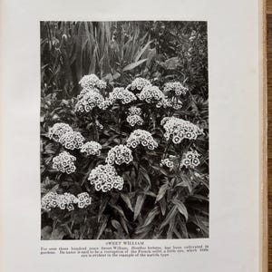May include: A black and white botanical illustration of Sweet William flowers, Dianthus barbatus, featuring clusters of small, patterned blooms on leafy stems. Below the image, text reads: SWEET WILLIAM. For over three hundred years Sweet William, Dianthus barbatus, has been cultivated in gardens. Its name is said to be a corruption of the French oeillet, a little eye, which little eye is evident in the example of the auricula type.