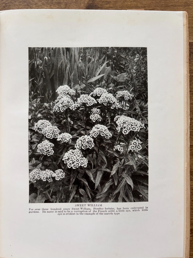 May include: A black and white botanical illustration of Sweet William flowers, Dianthus barbatus, featuring clusters of small, patterned blooms on leafy stems. Below the image, text reads: SWEET WILLIAM. For over three hundred years Sweet William, Dianthus barbatus, has been cultivated in gardens. Its name is said to be a corruption of the French oeillet, a little eye, which little eye is evident in the example of the auricula type.