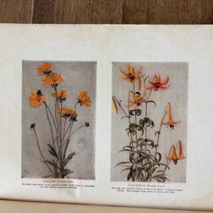 May include: A vintage book page featuring two botanical illustrations. The left panel shows yellow coreopsis flowers with the text "YELLOW COREOPSIS". The right panel displays orange Canadian wood lilies with the text "CANADIAN WOOD LILY" and descriptive captions below each image.