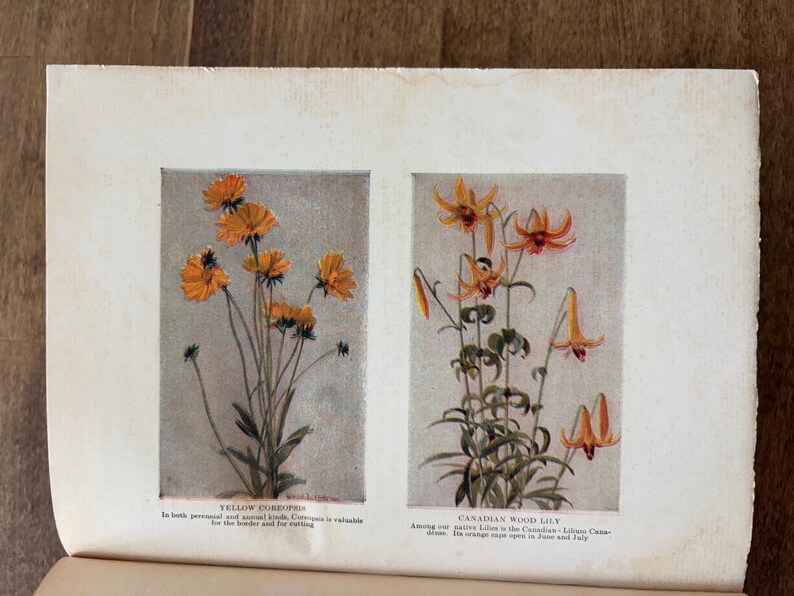 May include: A vintage book page featuring two botanical illustrations. The left panel shows yellow coreopsis flowers with the text "YELLOW COREOPSIS". The right panel displays orange Canadian wood lilies with the text "CANADIAN WOOD LILY" and descriptive captions below each image.