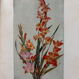 May include: A botanical illustration of gladiolus flowers in shades of orange, red, and light pink with long green leaves. The text below reads: THE SATISFYING GLADIOLUS. For the amateur, whose time for gardening is limited, no flower affords such satisfaction as the Gladiolus. It requires a minimum of work and gives a maximum of flowers.