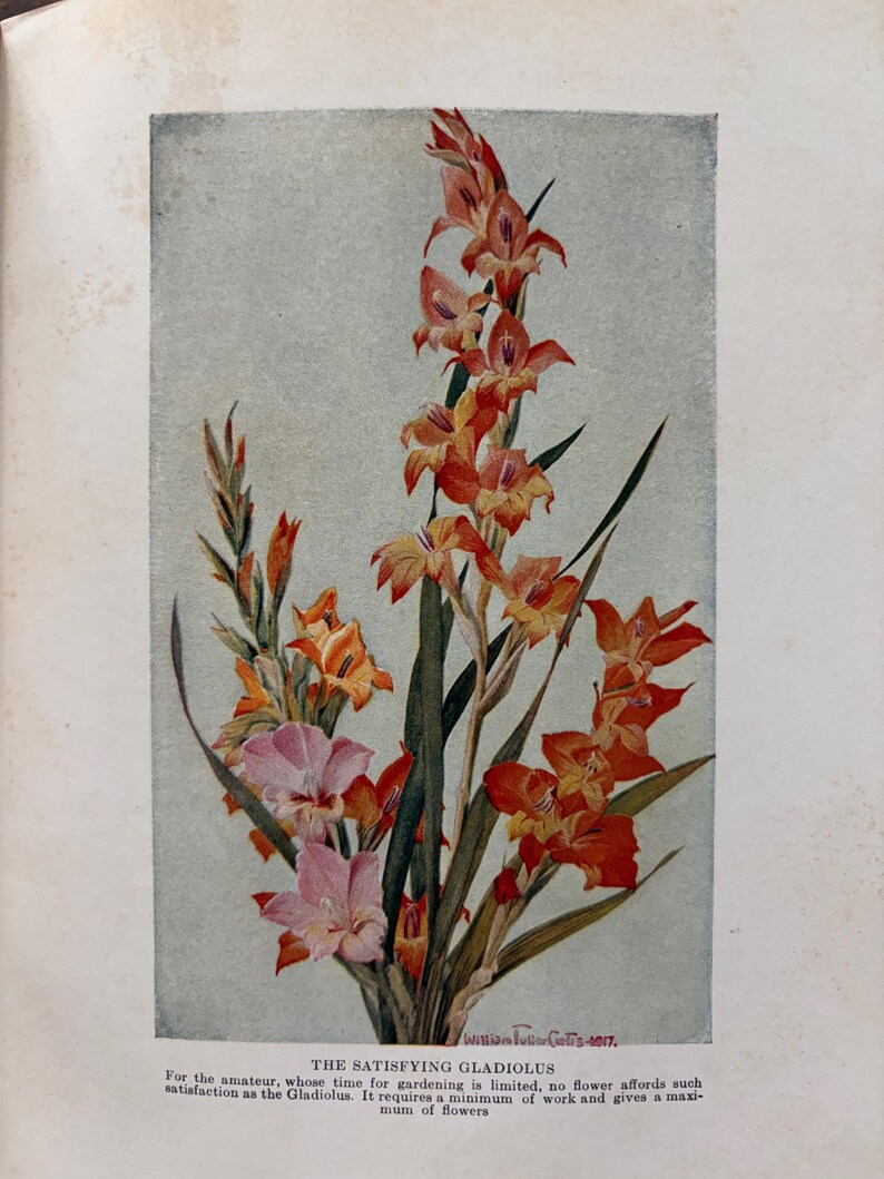 May include: A botanical illustration of gladiolus flowers in shades of orange, red, and light pink with long green leaves. The text below reads: THE SATISFYING GLADIOLUS. For the amateur, whose time for gardening is limited, no flower affords such satisfaction as the Gladiolus. It requires a minimum of work and gives a maximum of flowers.