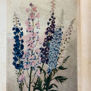May include: A botanical illustration of tall delphinium flower spikes in shades of deep blue, light pink, dark purple, pale blue, and white. The text below reads: A PRINCE AMONG PERENNIALS. If the Rose is the Queen of Flowers, then the Delphinium can claim princely rank among herbaceous perennials. In this group only a few of the various colors and shapes are pictured.