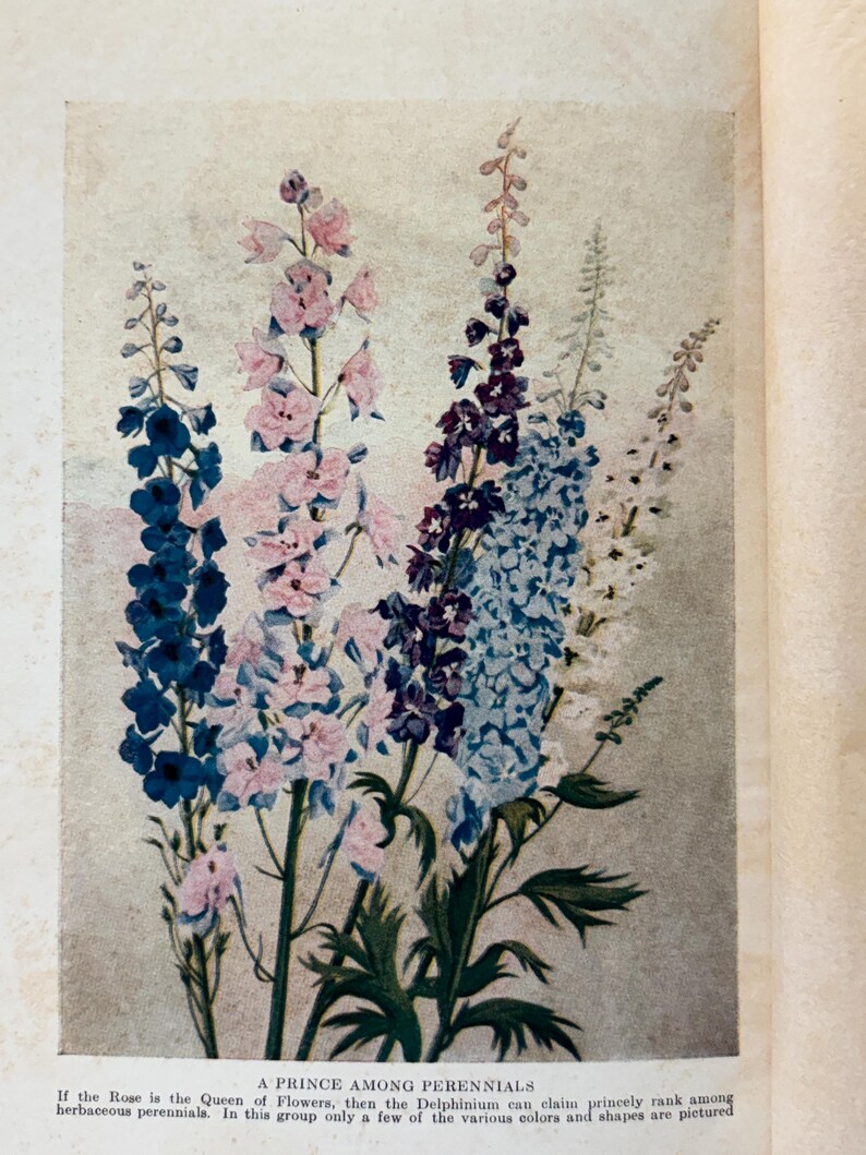 May include: A botanical illustration of tall delphinium flower spikes in shades of deep blue, light pink, dark purple, pale blue, and white. The text below reads: A PRINCE AMONG PERENNIALS. If the Rose is the Queen of Flowers, then the Delphinium can claim princely rank among herbaceous perennials. In this group only a few of the various colors and shapes are pictured.