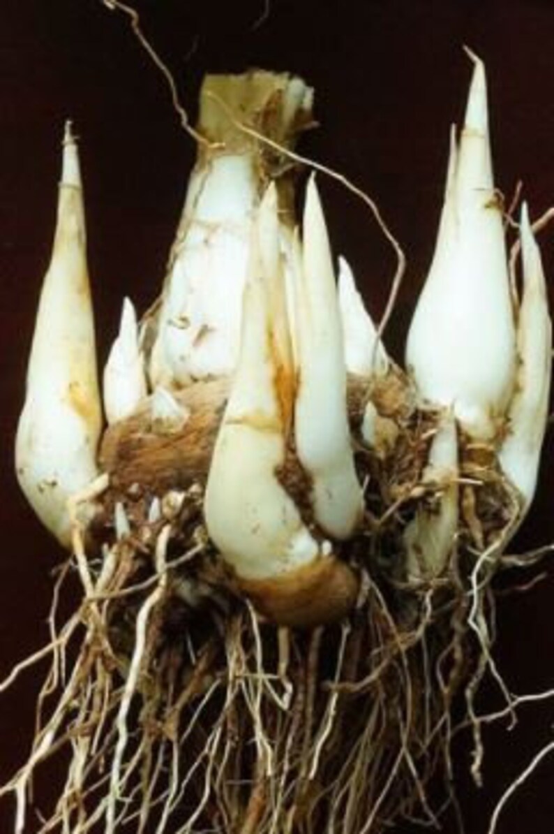 Single Mexican Tuberose / Azucena bulb clusters minimum 10 Etsy