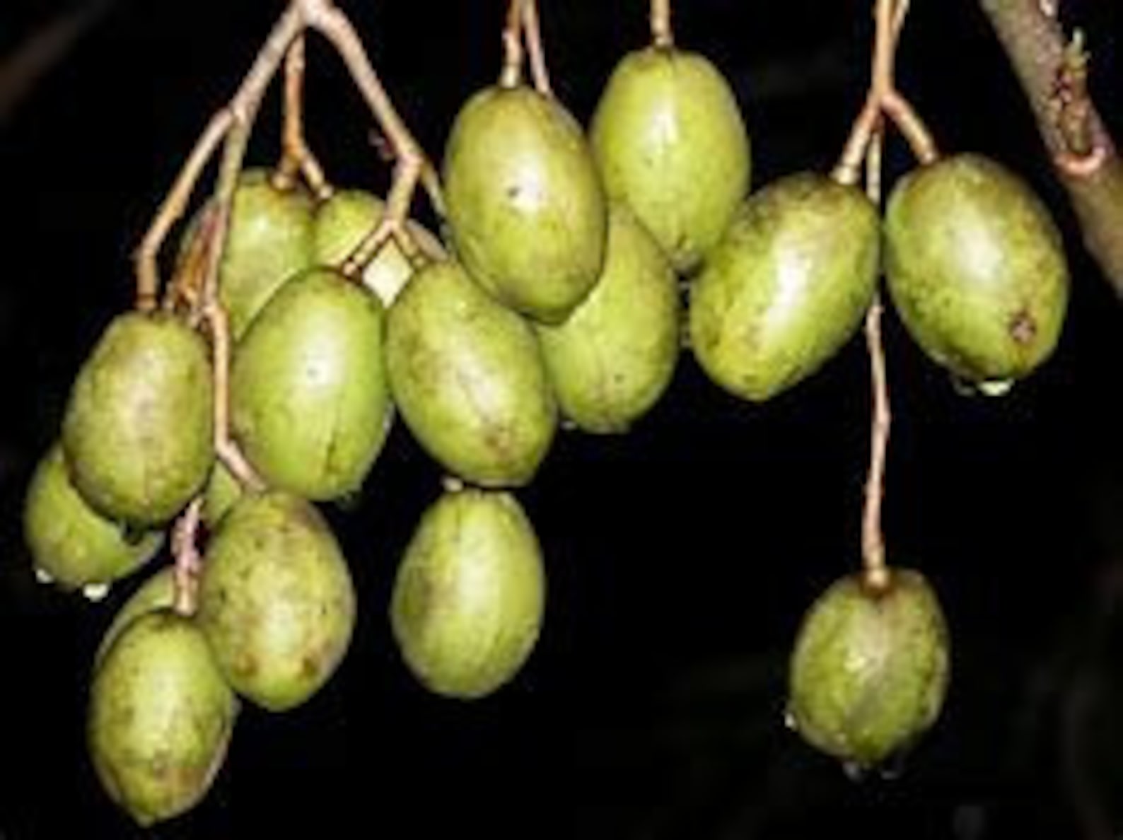 Fresh Dwarf June Plums 5 Lbs Always Freshly Picked 5 Lbs Etsy