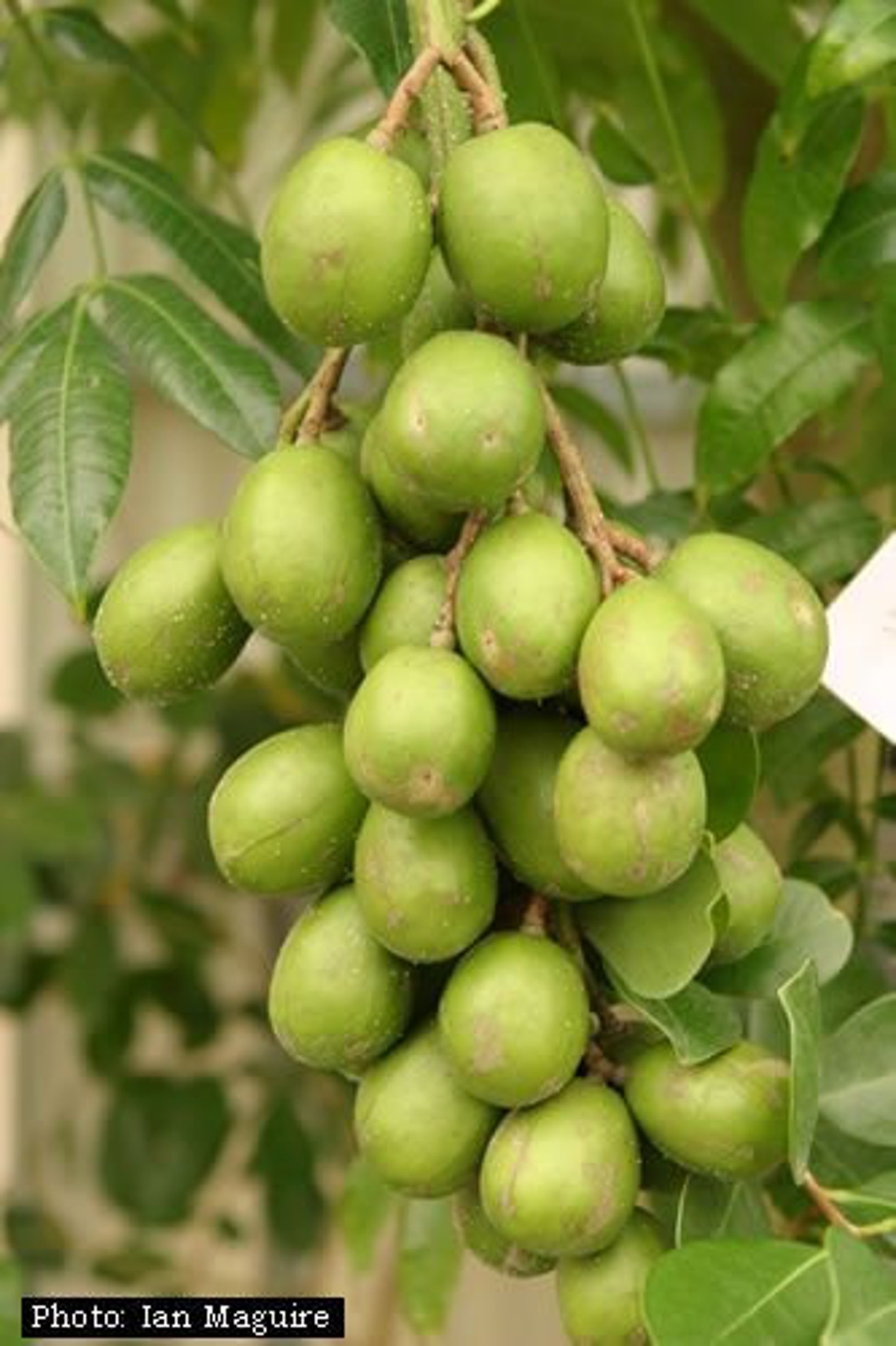 Fresh Dwarf June Plums 5 Lbs Always Freshly Picked 5 Lbs Etsy