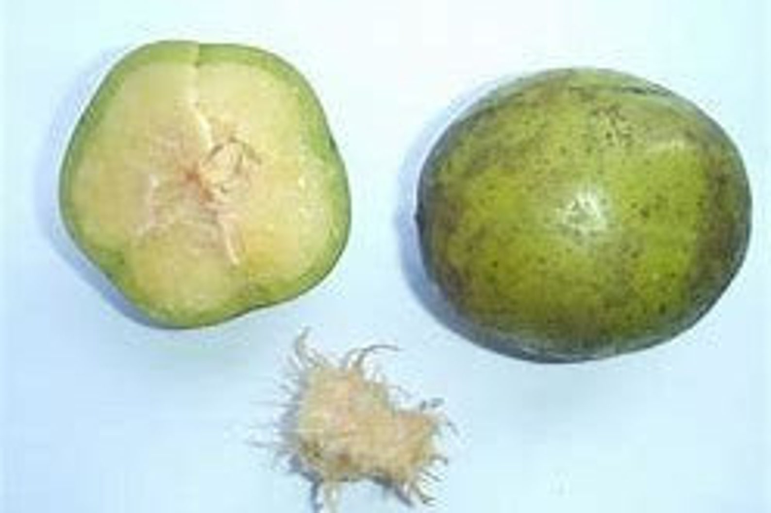 Fresh Dwarf June Plums Always freshly picked 5 LbsFresh June Etsy