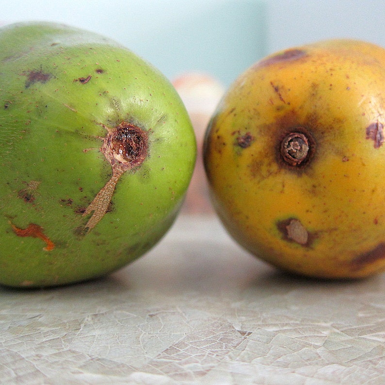 Puede incluir: Dos frutas, una verde y otra amarilla, con manchas marrones. La fruta verde tiene una superficie lisa y la fruta amarilla tiene una superficie rugosa.