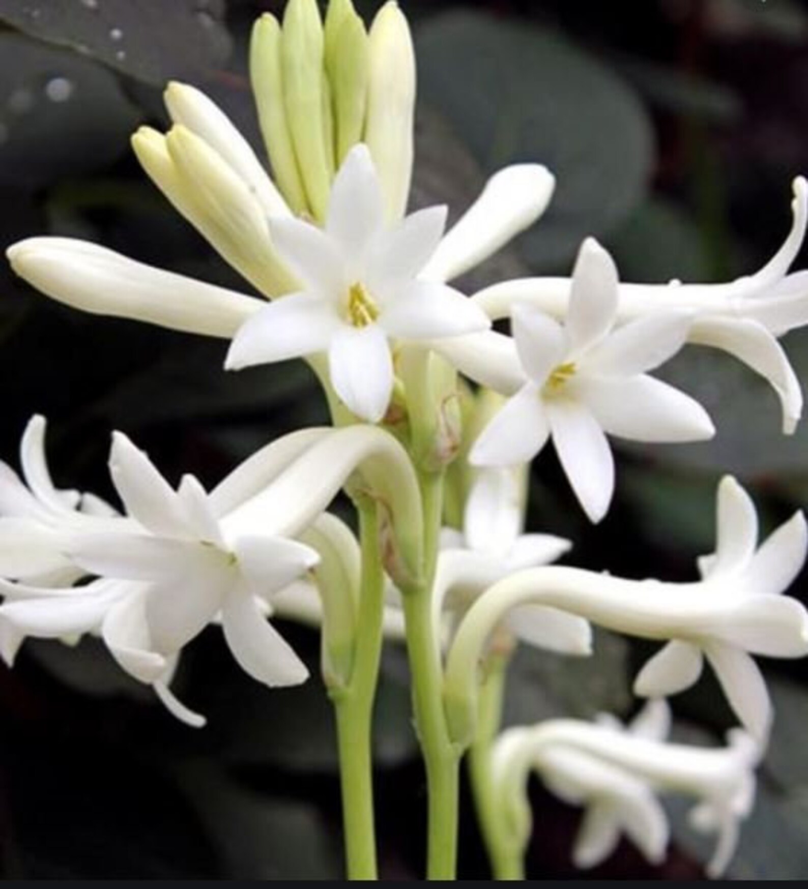 Single Mexican Tuberose / Azucena Bulb Clusters minimum 10 Etsy