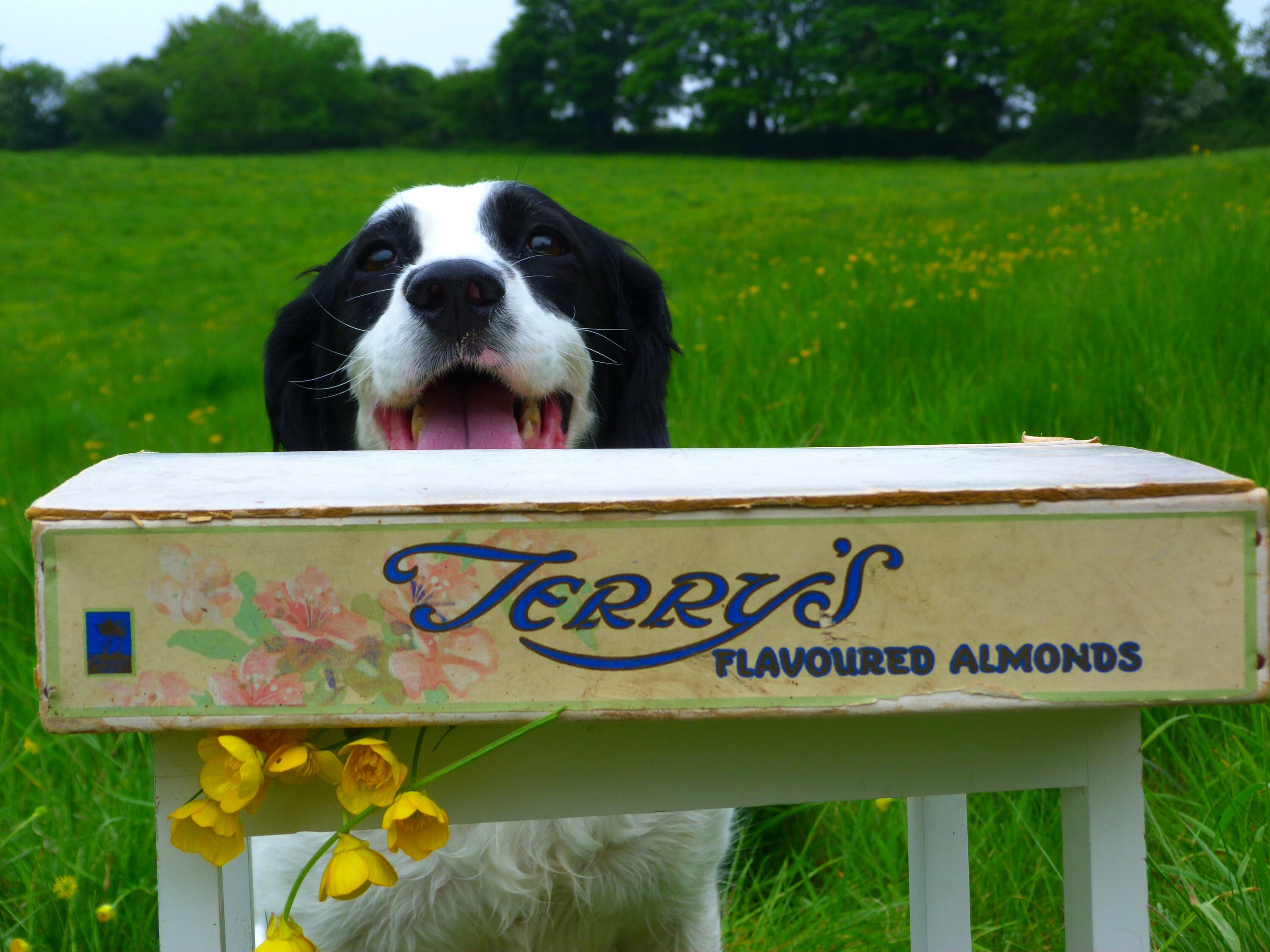Scarce Vintage Terry's Flavoured Almonds Shop Counter Box