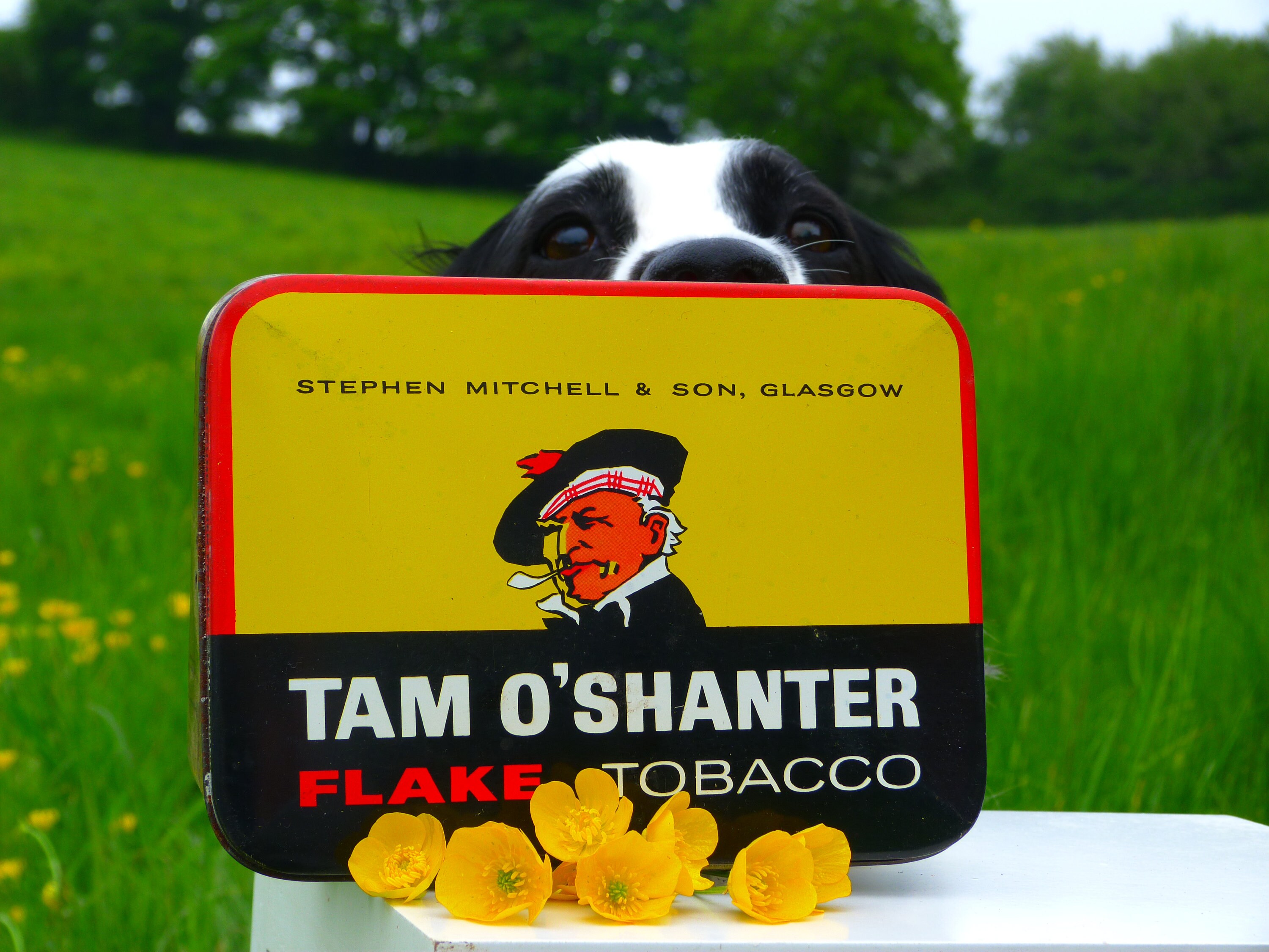 tam o shanter tobacco tin Vintage One Pound Tam O' Shanter Tobacco Tin (stephen Mitchell & Son  Glasgow)