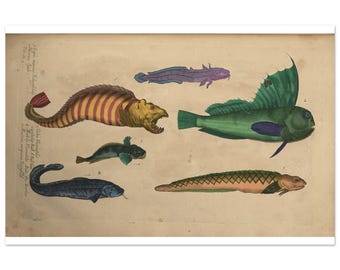 Colorful Fish
