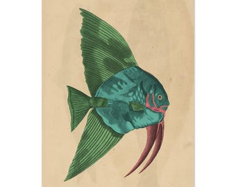 Colorful Fish