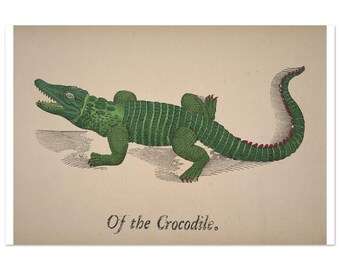 Of The Crocodile
