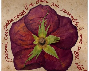 UnPaleRose 10x10 print