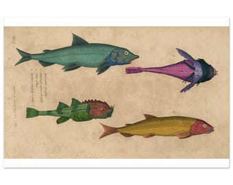 Colorful Fish