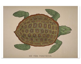 Of The Torteyse