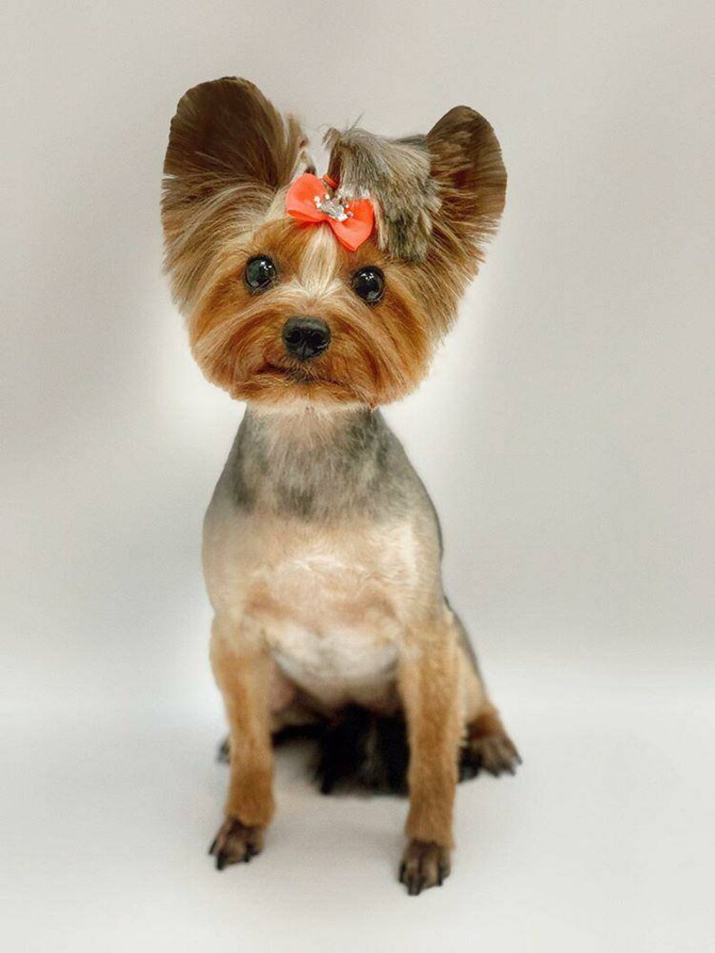 Dog hair bows 10/20/50/100/200pcs pet grooming hair bows Etsy