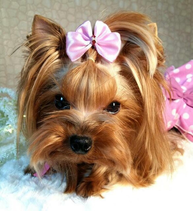 dog bows