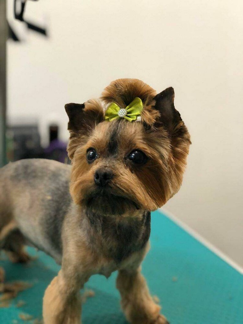 Dog hair bows 20/50/100 pcs Satin bows pet grooming bows Etsy