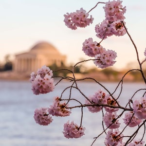 Cherry Blossom Festival Photo, Washington DC Photography, Jefferson Memorial, DC Wall Art Decor, Fine Art Print, National Mall, Tidal Basin