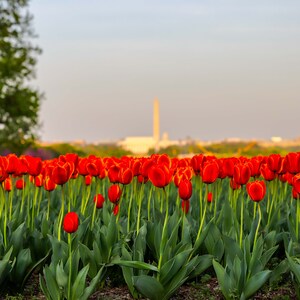 May include: A field of red tulips in full bloom with a blurry background of a city skyline.