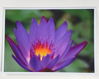 Panama Pacific Water Lily Flower in Maui, Hawaii - Greeting Card