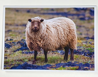 Icelandic Sheep, Snaefellsjokull National Park, Iceland - Greeting Card