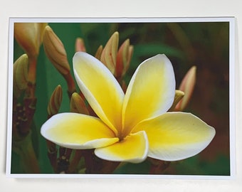 Yellow Plumeria Flower in Maui, Hawaii - Greeting Card