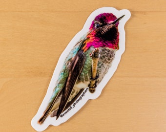 Hummingbird waterproof sticker | vinyl Anna's hummingbird glossy sticker | laptop water bottle notebook sticker | uv protected durable