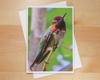 Anna’s Hummingbird with Colorful Feathers in a Tree - Greeting Card