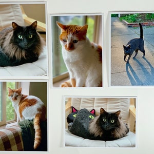 Cat Photo Notecards - Paquete de cinco tarjetas de felicitación en blanco de cat photograph