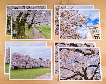 UW Cherry Blossom notecards - University of Washington - 8 card (A2) set